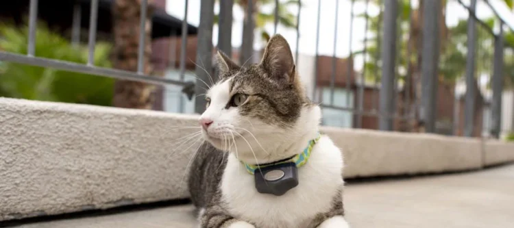 Electric Cat Fences: Keeping Your Feline Friends Safe and Secure